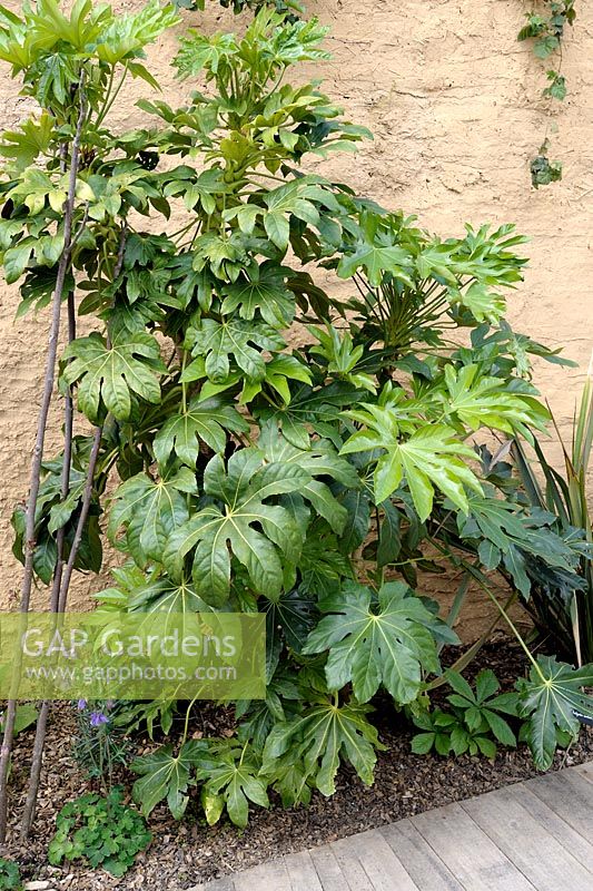 Aralia sieboldii syn. Fatsia japonica - Japanese Aralia growing against earth wall in courtyard