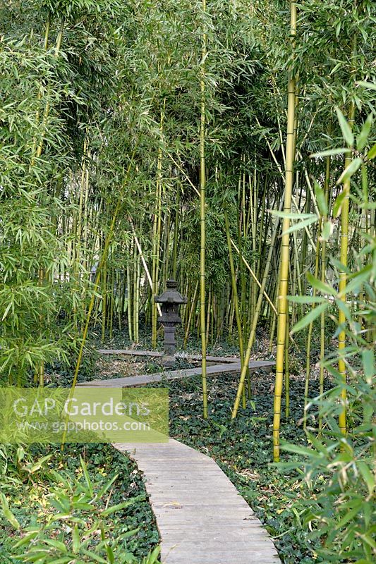 Wooden pathway through Bamboos with a stone lantern