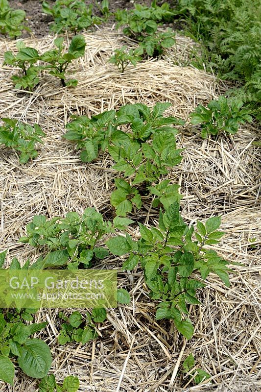 Solanum tuberosum 'Ratte' - Potatoes with straw mulch