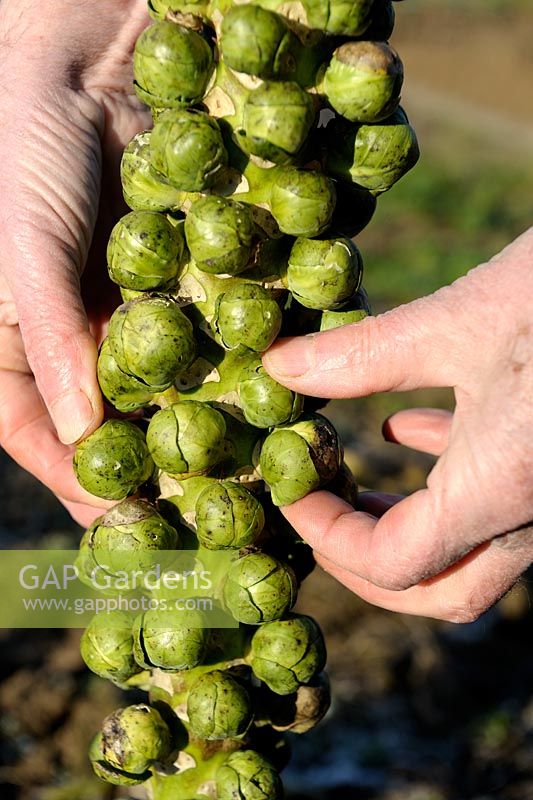 Picking Brussels Sprouts from stalk in winter