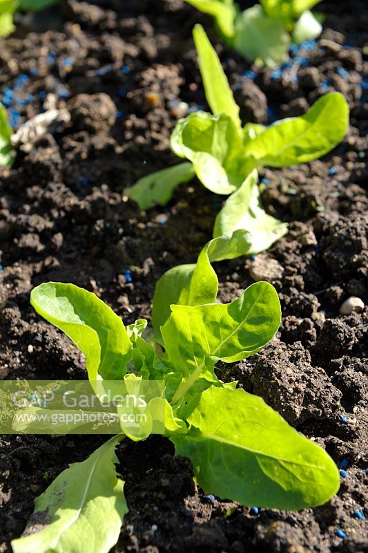 Lactuca sativa 'Novappia' - Lettuce seedlings with organic slug and snails pellets