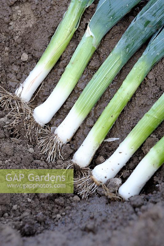 Heeling in Leeks - Harvested Leeks with soil pull back over the blanched stems
