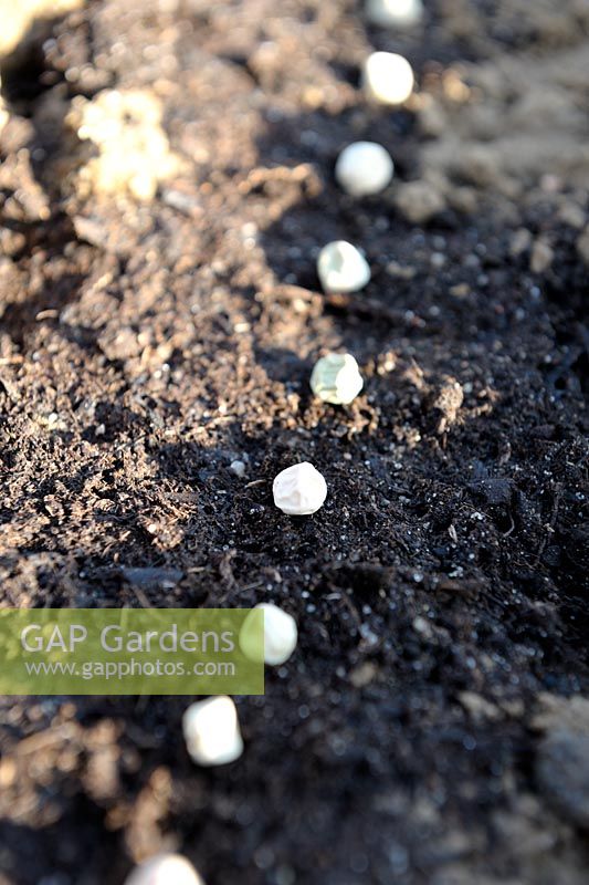 Pisum sativum - Sowing Peas 'Sans Pareil' in rows