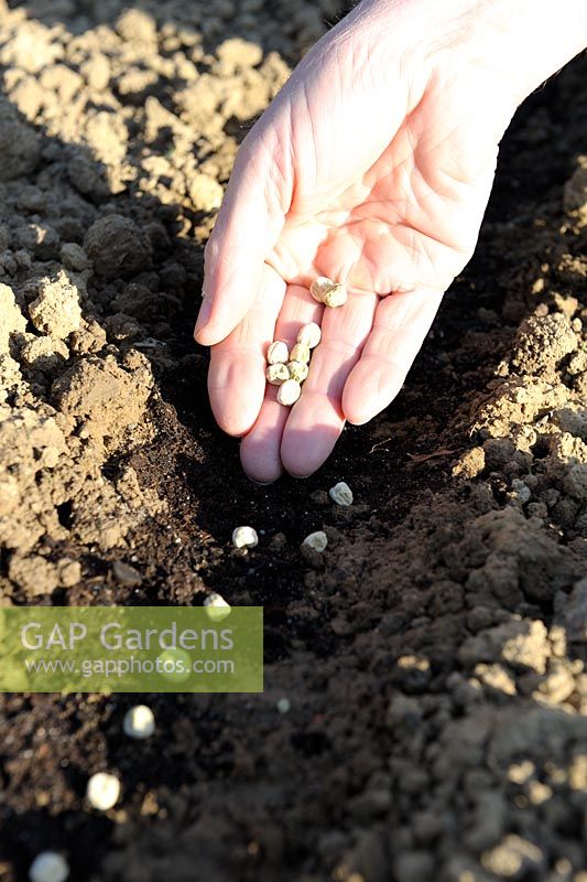 Pisum sativum - Sowing Peas 'Sans Pareil' seeds