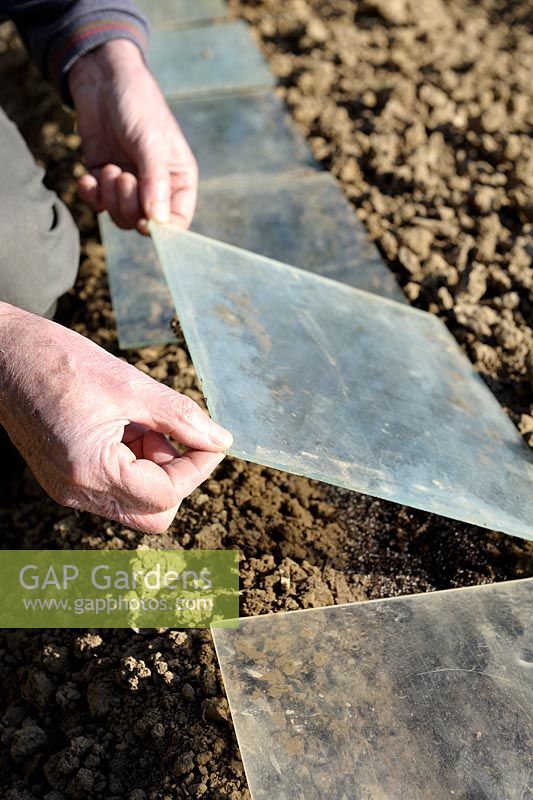 Placing glass plates for forcing and protecting Parsley seeds, newly sown in early spring