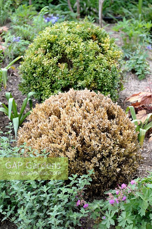 Buxus - Damaged Box with blight in border