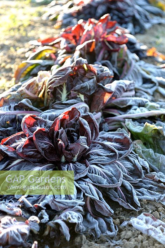 Cichorium intybus - Red Chicory in frost in winter