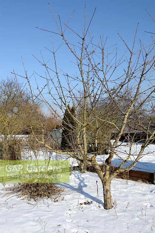 Prunus cerasus - Cherry tree in winter garden