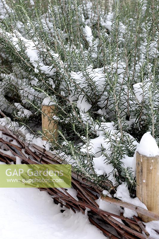 Rosmarinus officinalis - Rosemary with wicker fence in snow