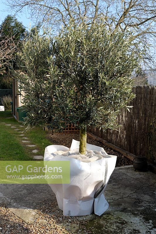 Olive tree with wrapped pot to protect from frost