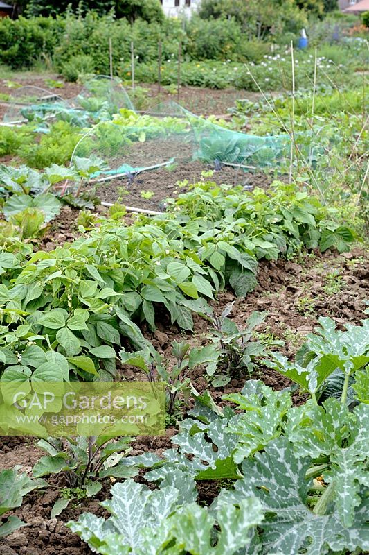 Vegetable garden in summer with Courgette, Eggplant and French Bean