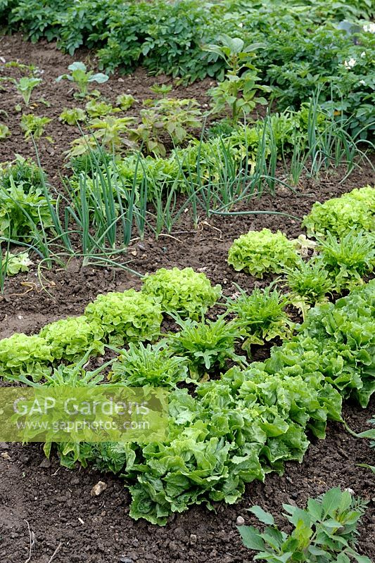 Salads in rows  - Escarole Chicory 'Blonde a coeur plein' with Lettuce 'Catalogna Cerbiatta' and Lettuce 'Salanova' with Onion and Potatoes foreground