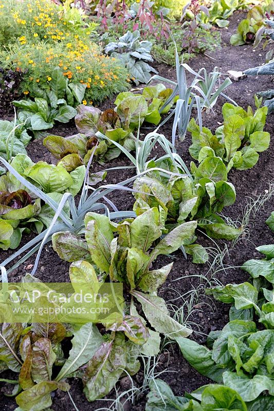 Chicories 'Rossa di Treviso', 'Palla Rossa', 'Grumolo Verde' with Leek, Welsh Onion 'Toga' and Tagetes tenuifolia in autumnal vegetable garden
