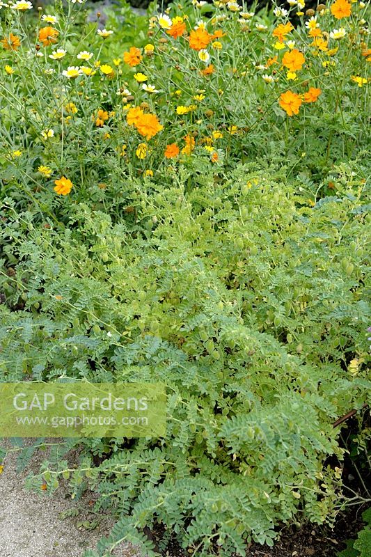 Vegetable garden with Chickpeas, Cosmos and Edible Chrysanthemum