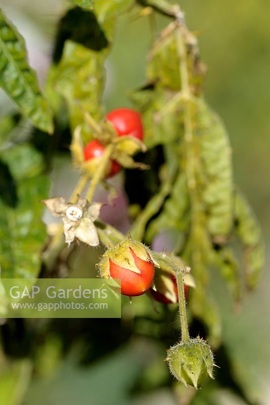 Solanum sisymbriifolium - Sticky Nightshade fruits