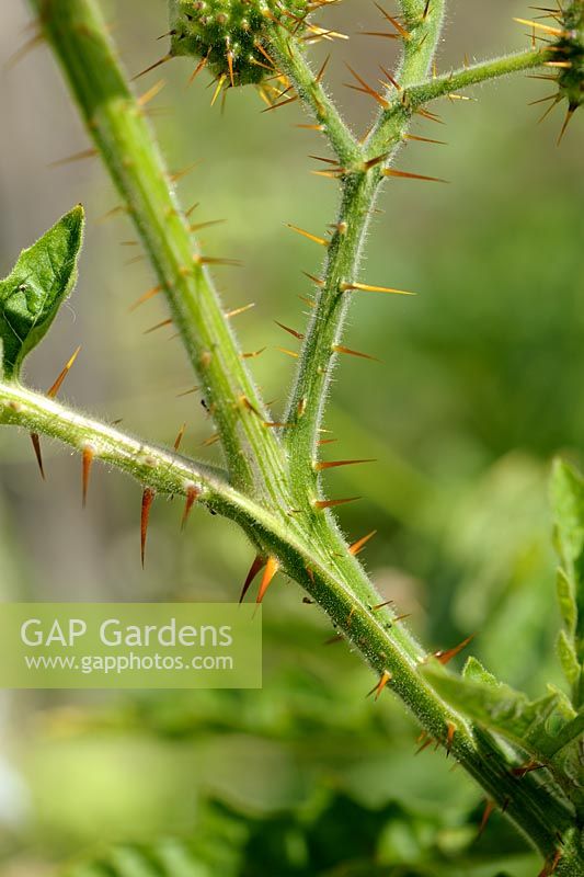 Solanum sisymbrifolium - Sticky Nightshade stem with spines