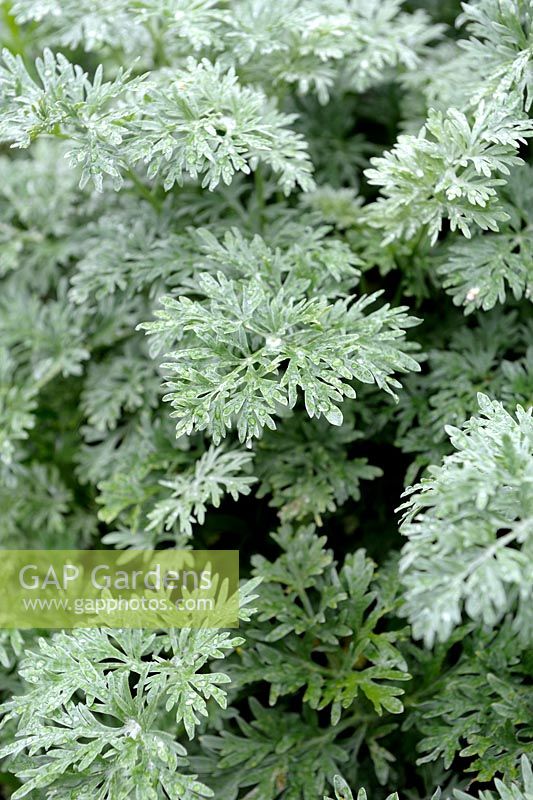 Artemisia absinthium - Wormwood