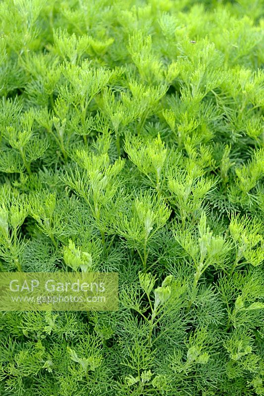 Artemisia abrotanum - Southernwood