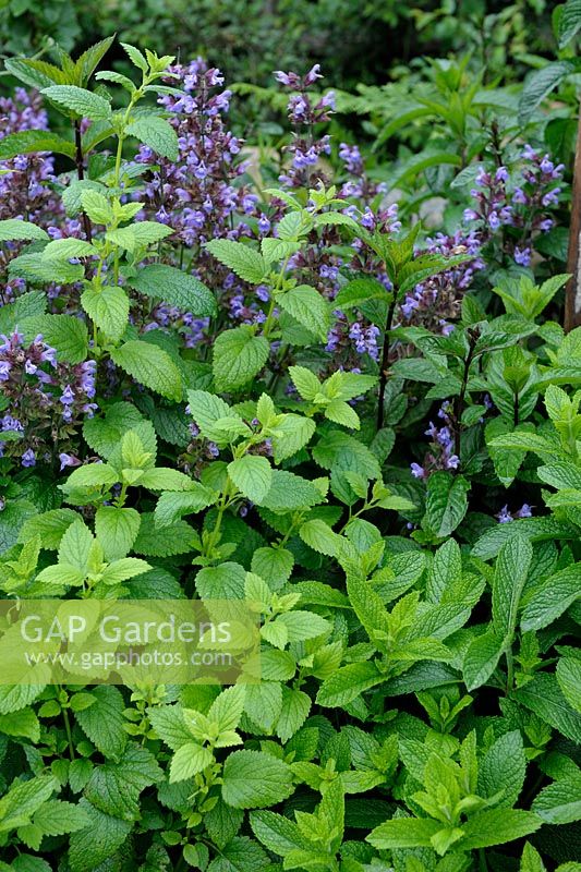 Herbal mixed border with Sage, Lemon Balm and Mint