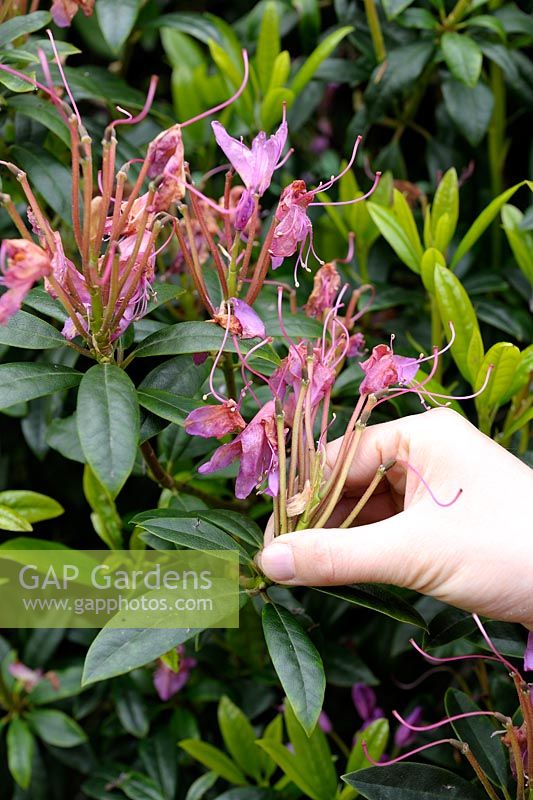 Deadheading flowers of Rhododendron in late spring