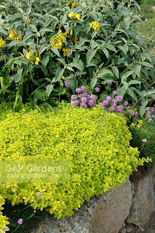 Origanum vulgare 'Aureum' with Phuopsis stylosa and Phlomis growing on a stone low wall