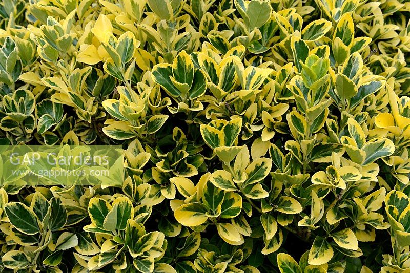 Euonymus japonicus 'President Gauthier'