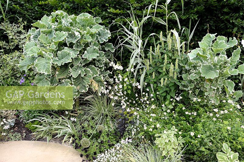 Decorative Cabbage 'Joseph Coterel Creme Chantilly' with Nicotiana, Bidens and Grass in white and green border