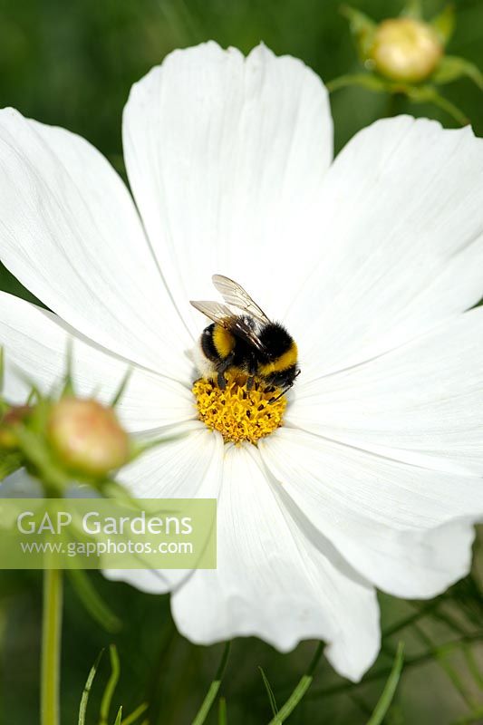 Bumblebee on Cosmos bipinnatus 'Purity'