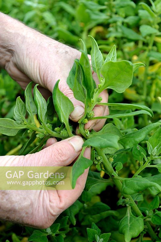 Tetragonia tetragonioides - Picking New Zealand Spinach leaves