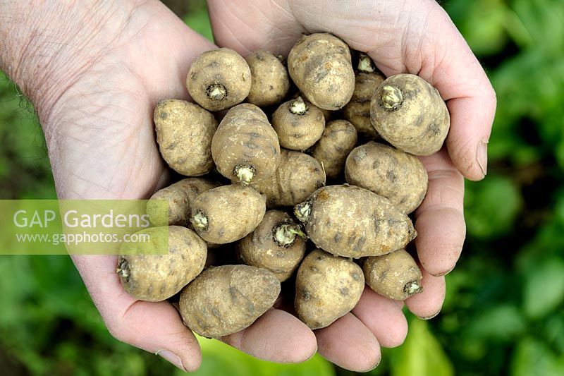 Chaerophyllum bulbosum - Turnip rooted Chervil freshly picked