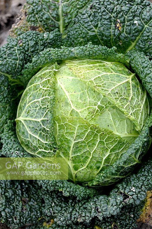 Brassica oleracea - Savoy Cabbage 'Wintessa'