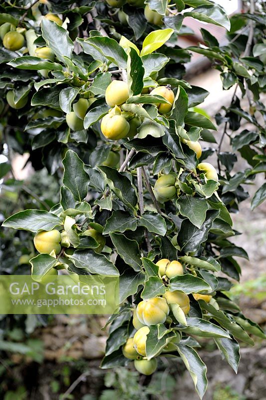 Diospyros kaki - Japanese Persimmon fruits ripening on tree