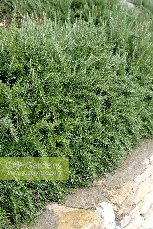 Rosmarinus officinalis 'Prostratus' - Rosemary growing on a stone wall