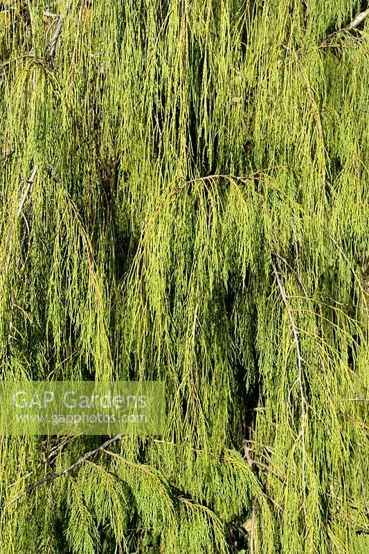 Chamaecyparis lawsoniana 'Imbricata Pendula' - Lawson Cypress