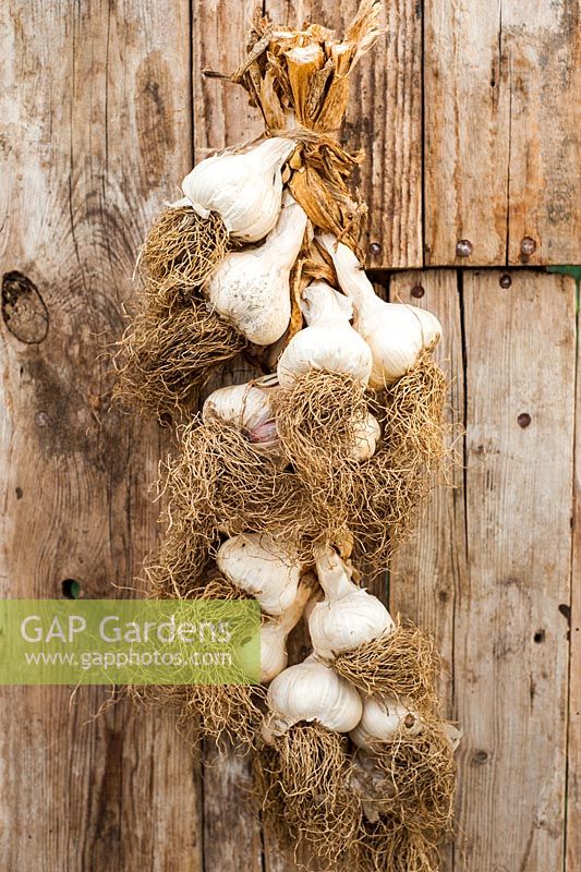String of home grown garlic 'Solent Wight'