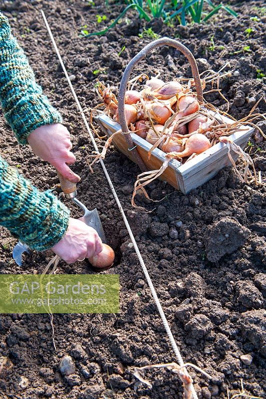 Female gardener planting shallots 'Hative de Niort'