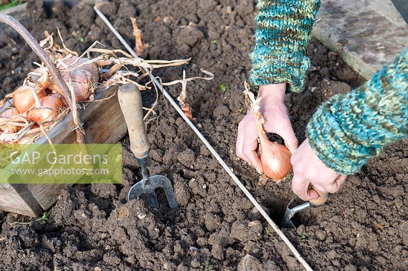 Female gardener planting shallots 'Hative de Niort'
