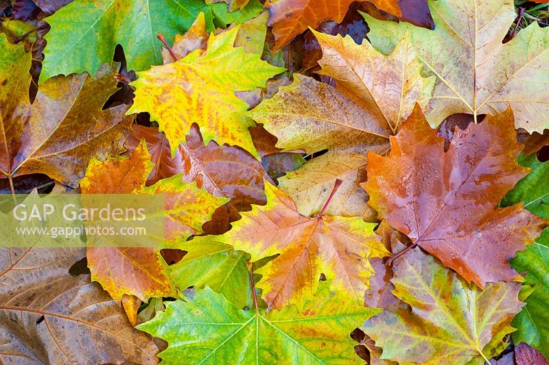 London Plane - Platanus acerifolia. Fallen leaves in autumnal colours