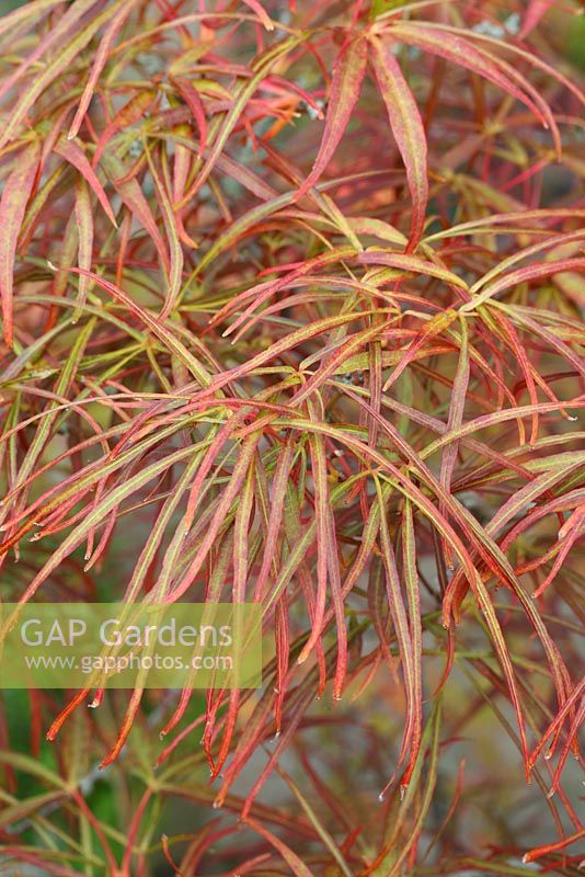 Acer palmatum 'Red Pygmy'