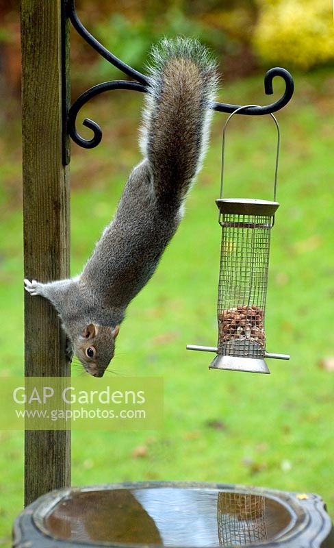 Squirrel on garden bird feeder