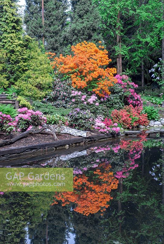 Colourful flowering Rhododendrons and azaleas cultivars in a woodland garden