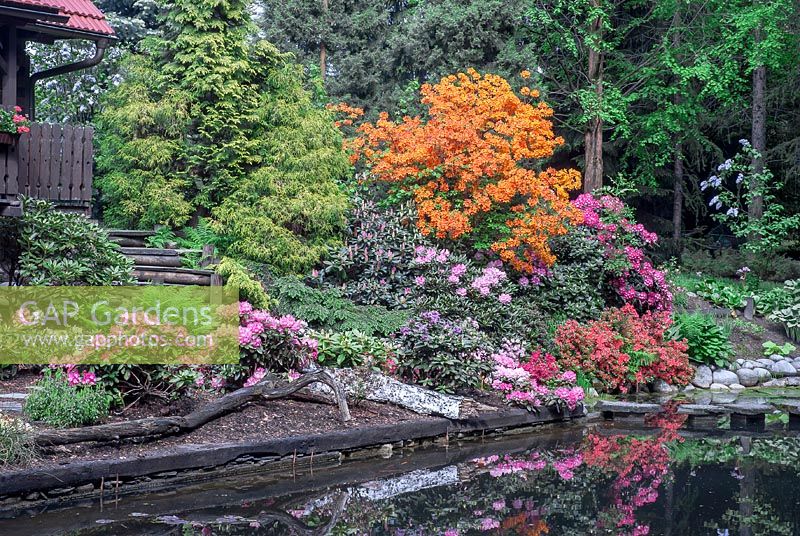 Colourful flowering Rhododendrons and azaleas cultivars in a woodland garden