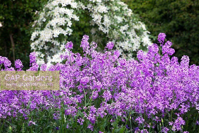 Hesperis matronalis in the cutting garden at Perch Hill. Sweet rocket, Dame's rocket, Damask violet, Dame's-violet