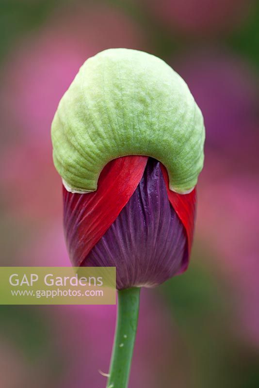 Papaver somniferum - Opening bud of Opium poppy