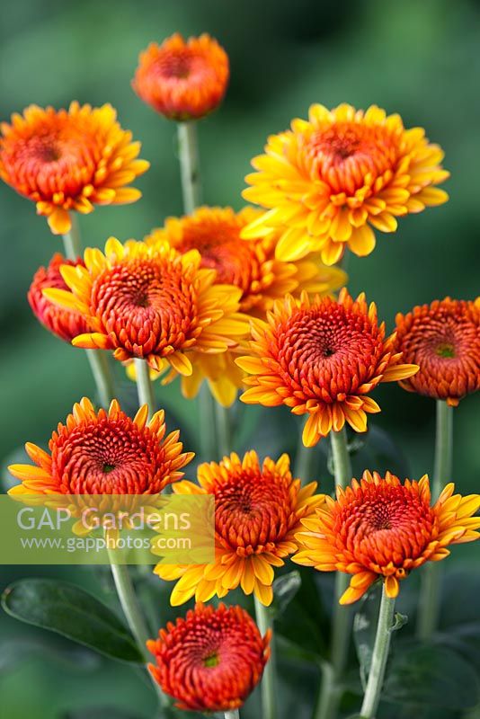 Chrysanthemum 'Bella Orange'