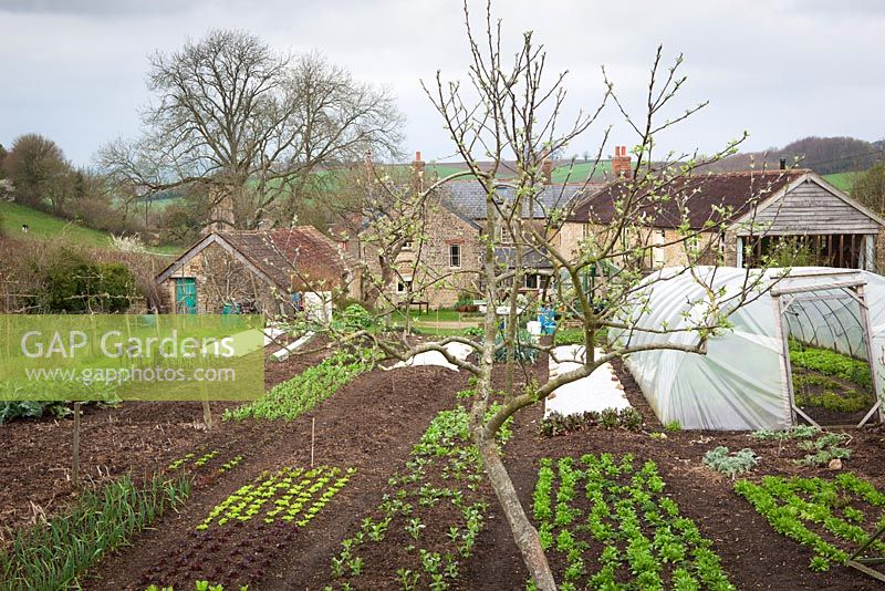 Charles Dowding's organic vegetable garden 