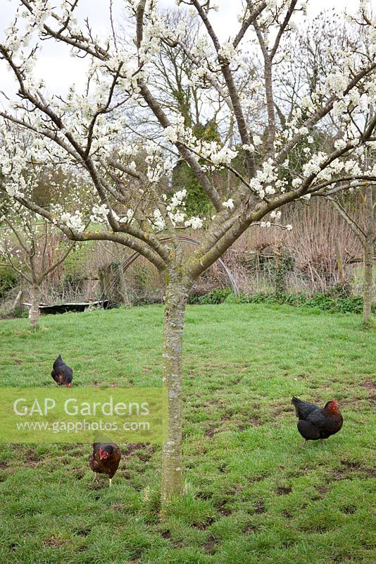 Chickens in Charles Dowding's organic vegetable garden