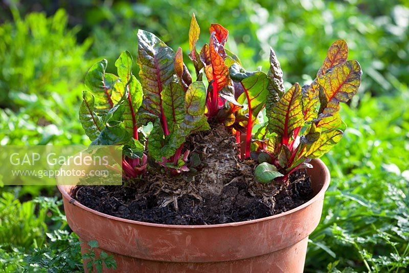 Chard kept in a pot overwinter to obtain baby salad leaves