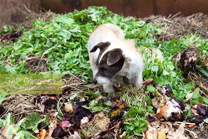 Tiggy the dog foraging on the compost heap