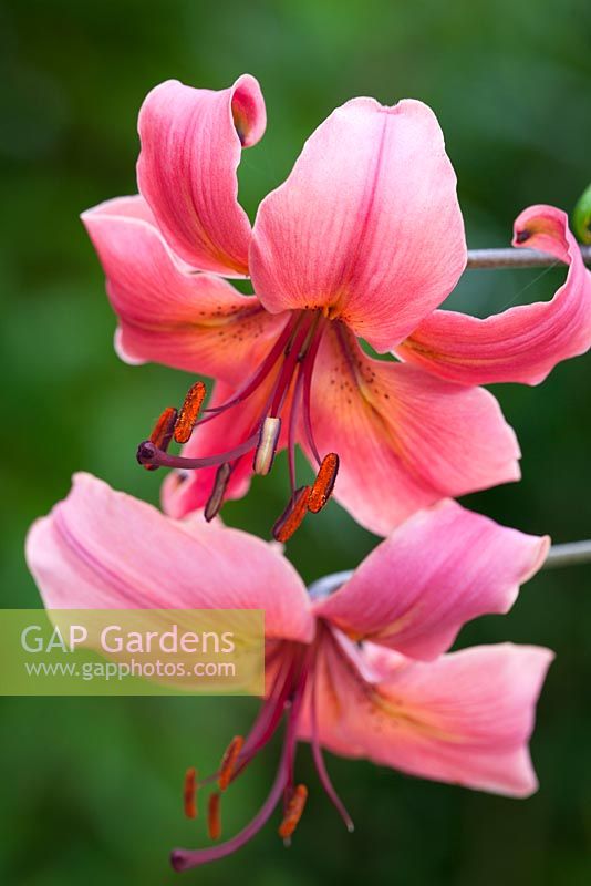 Lilium 'Pink Flavour'. Lily